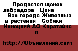 Продаётся щенок лабрадора › Цена ­ 30 000 - Все города Животные и растения » Собаки   . Ненецкий АО,Каратайка п.